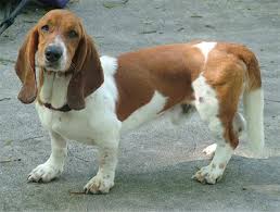 basset hound dog