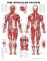 muscular system anatomical chart