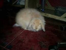 isis animal