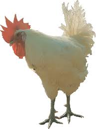 les poulet