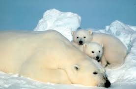 ours polaire blanc