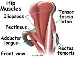 anatomy of stretching