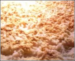 beer yeast