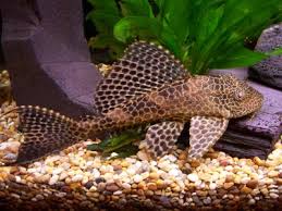 plecostomus types