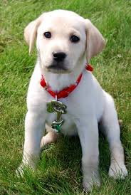 yellow lab puppy