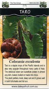 colocasia esculenta