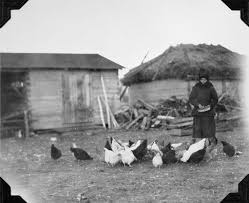 pioneer homes