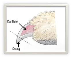 nail clipping