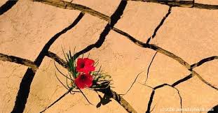 flower in the desert