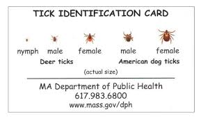 tick identification
