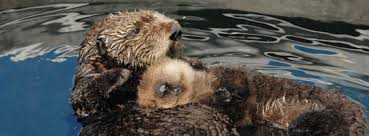 sea otter rescue