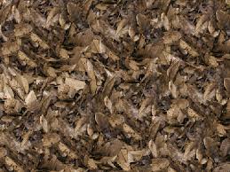 camouflage in animals