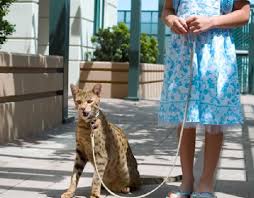 leopard cat pictures