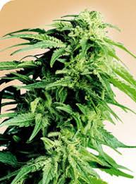 sensi seed