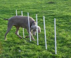 dog weave poles