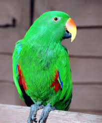 eclectus parrots