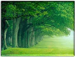 desktop wallpaper trees