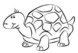 drawing turtles