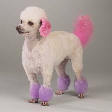 dye dog hair