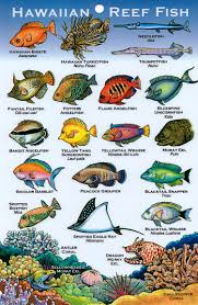 reef fish of hawaii