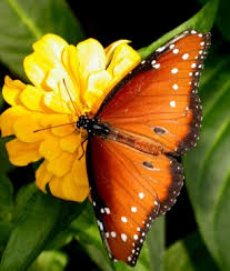 butterfly images