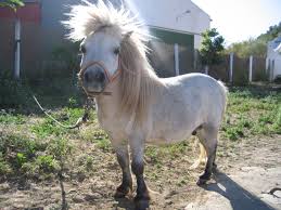 image poney