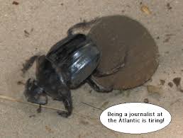 dung beetle
