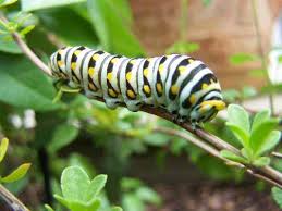 butterfly larvae pictures