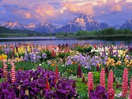 wyoming wildflowers