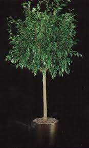 pictures ficus trees