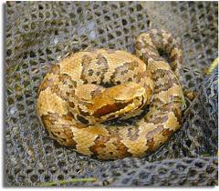 water moccasin pictures