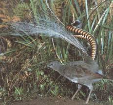 Healesville - Lyrebird