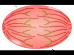 mitosis video