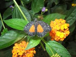 butterfly gardening