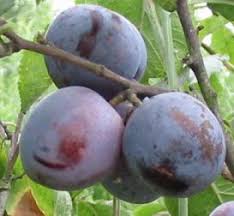 pictures of different plum trees