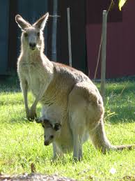 eastern grey kangaroo