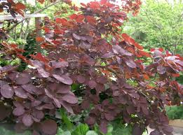 cotinus coggygria royal purple