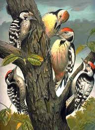 wood peckers