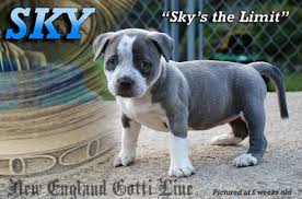 pitbull puppy breeders