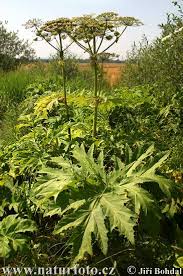 Giant Hogweed