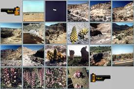 desert plants
