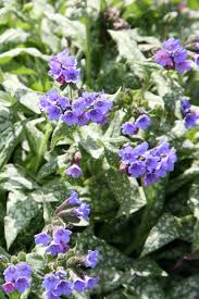 lungwort pulmonaria