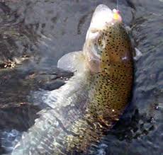 printable beach coloring pages dklt