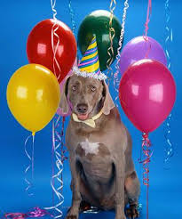 dog bday party