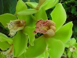 green orchids