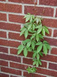 vine identification