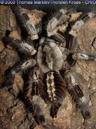 poecilotheria miranda