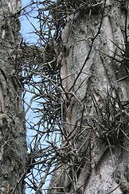 honey locust