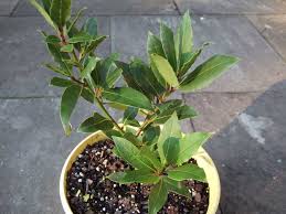 bay plant