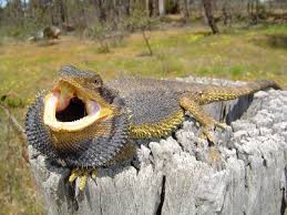 pet bearded dragons